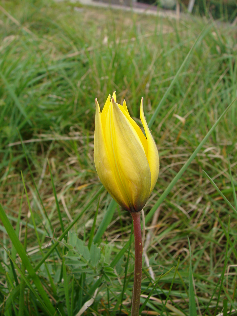 Tulipa sylvestris à Saulchery