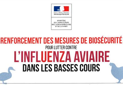 influenza aviaire petit